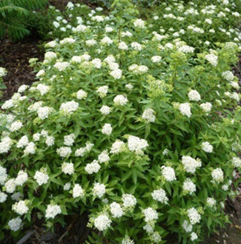     Spiraea japonica Albiflora 